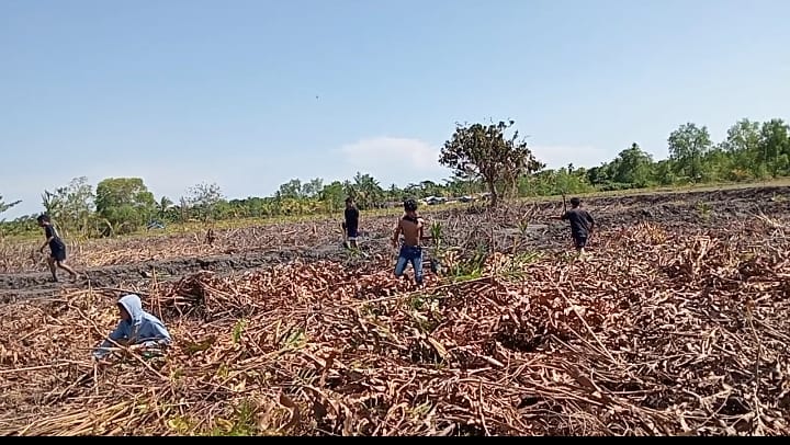 Anggota Pramuka MAN 2 Tanjabtim Bergerak Menanam 